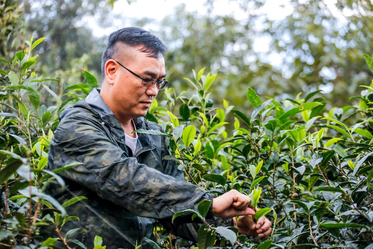 传中国茶人匠心，佰年尚普以好茶传递健康生活理念